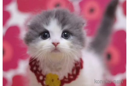 成約済の東京都のスコティッシュフォールド(折れ耳)-105330